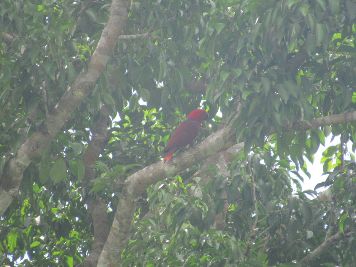 Loro Ecléctico de Nueva Guinea - ML622564592