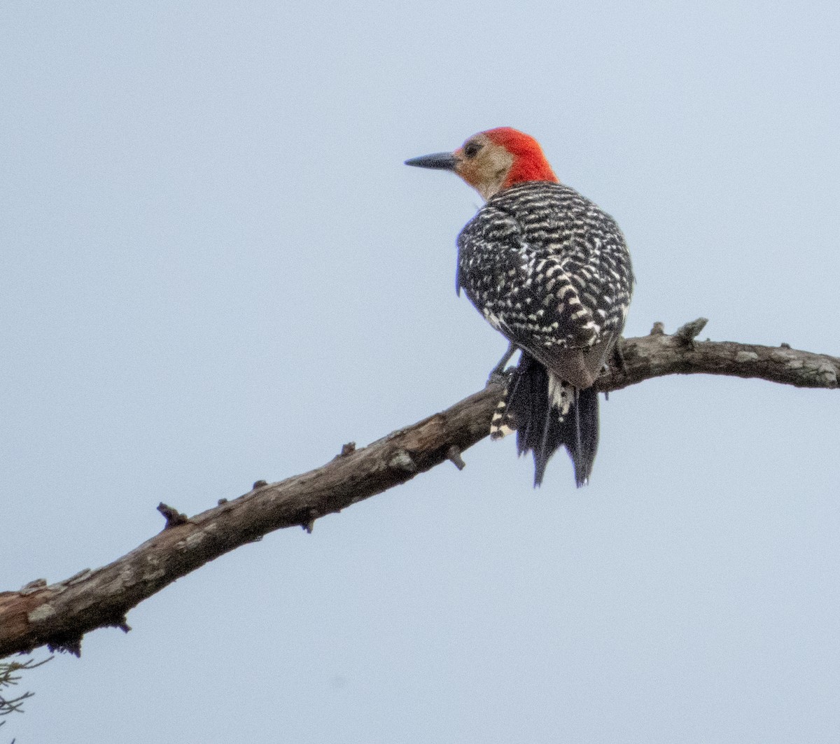 eBird Checklist - 15 Aug 2024 - Loxahatchee NWR - 20 species (+1 other ...