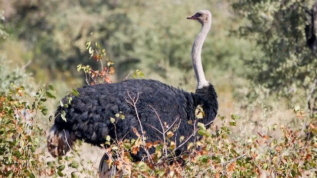 Common Ostrich - ML622564620