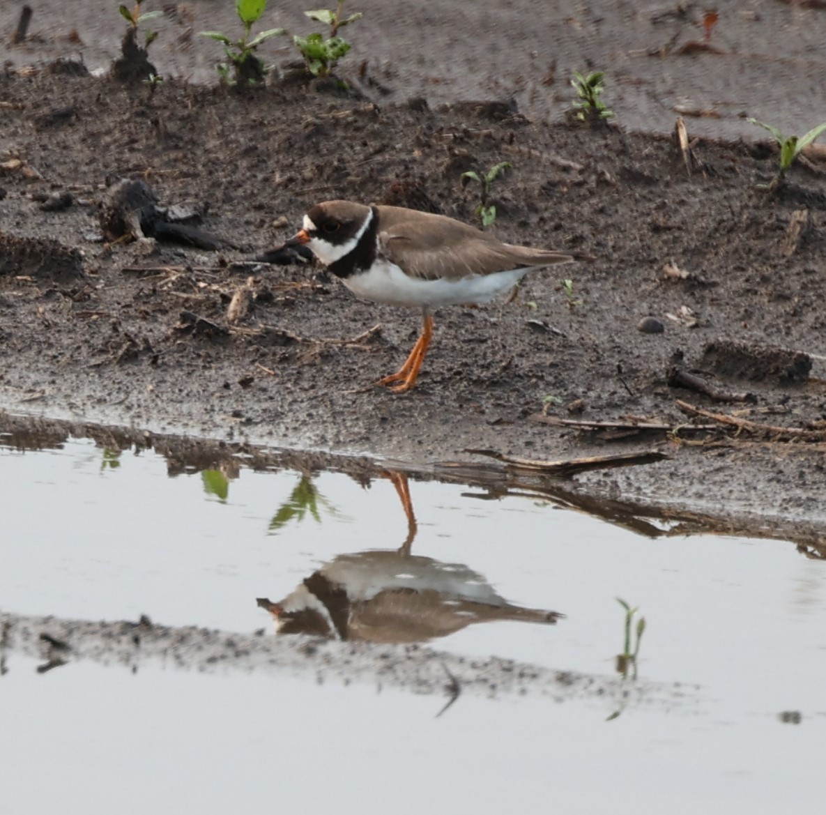 Semipalmated Plover - ML622564676