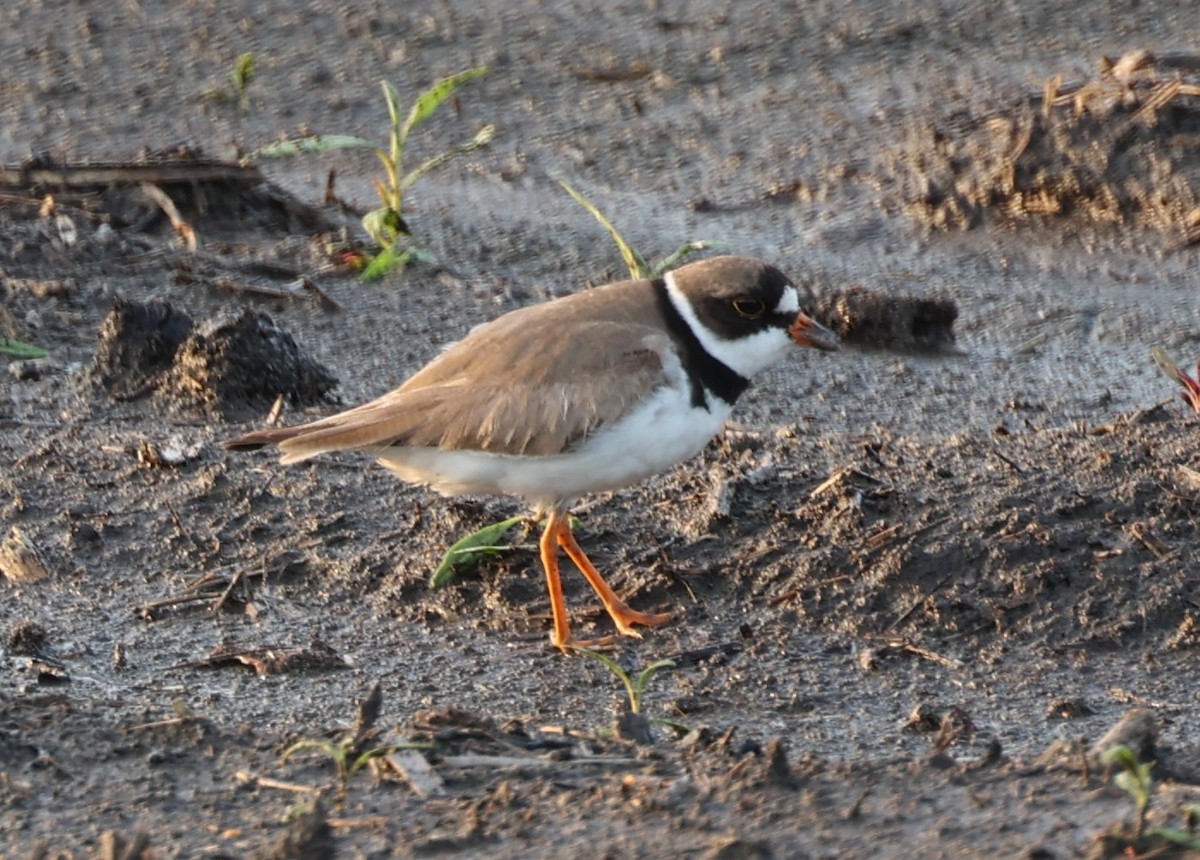 Semipalmated Plover - ML622564677