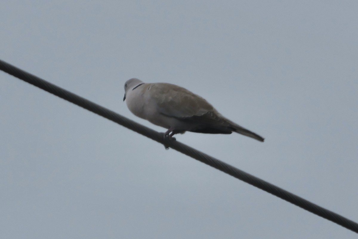 Eurasian Collared-Dove - ML622564704