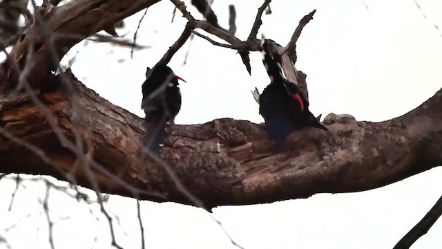 Green Woodhoopoe - ML622564706