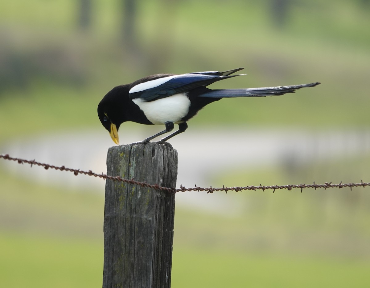 Yellow-billed Magpie - ML622564728