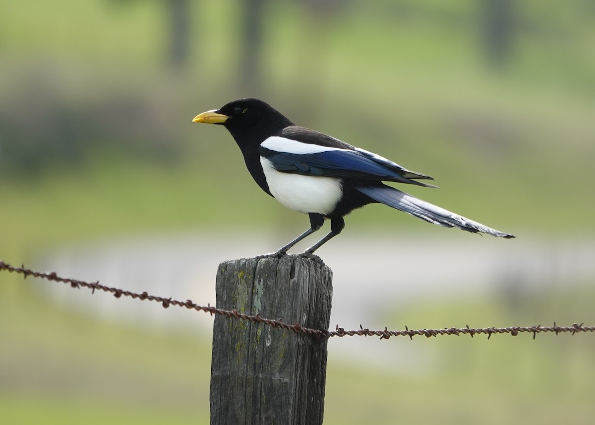 Yellow-billed Magpie - ML622564729