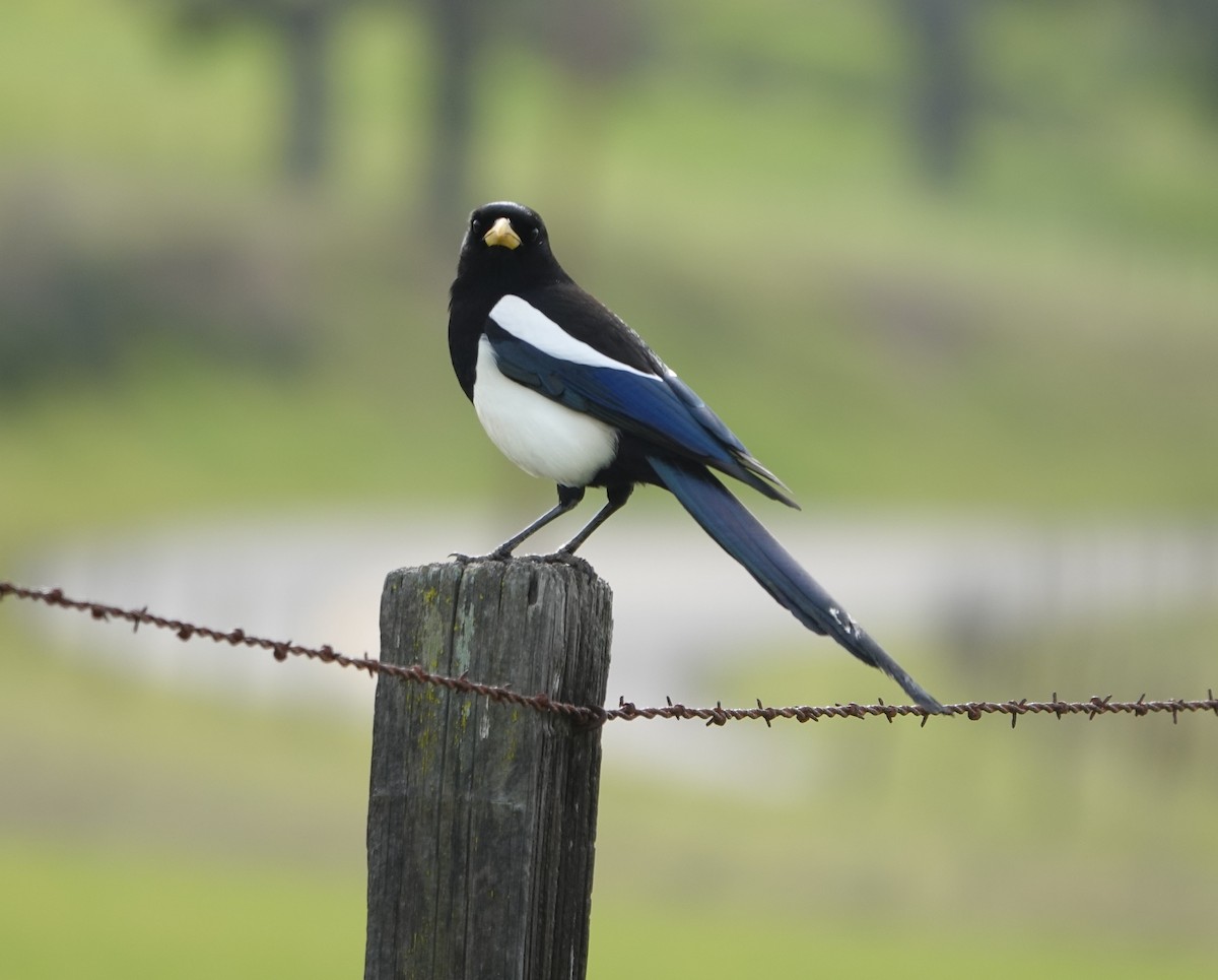 Yellow-billed Magpie - ML622564730