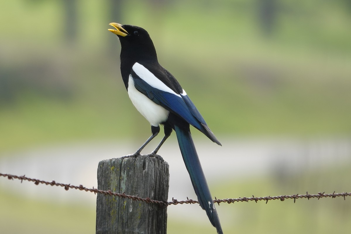 Yellow-billed Magpie - ML622564731