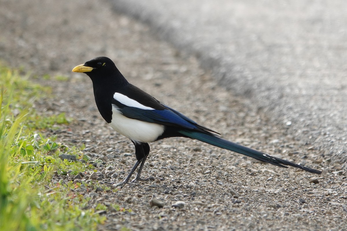 Yellow-billed Magpie - ML622564732