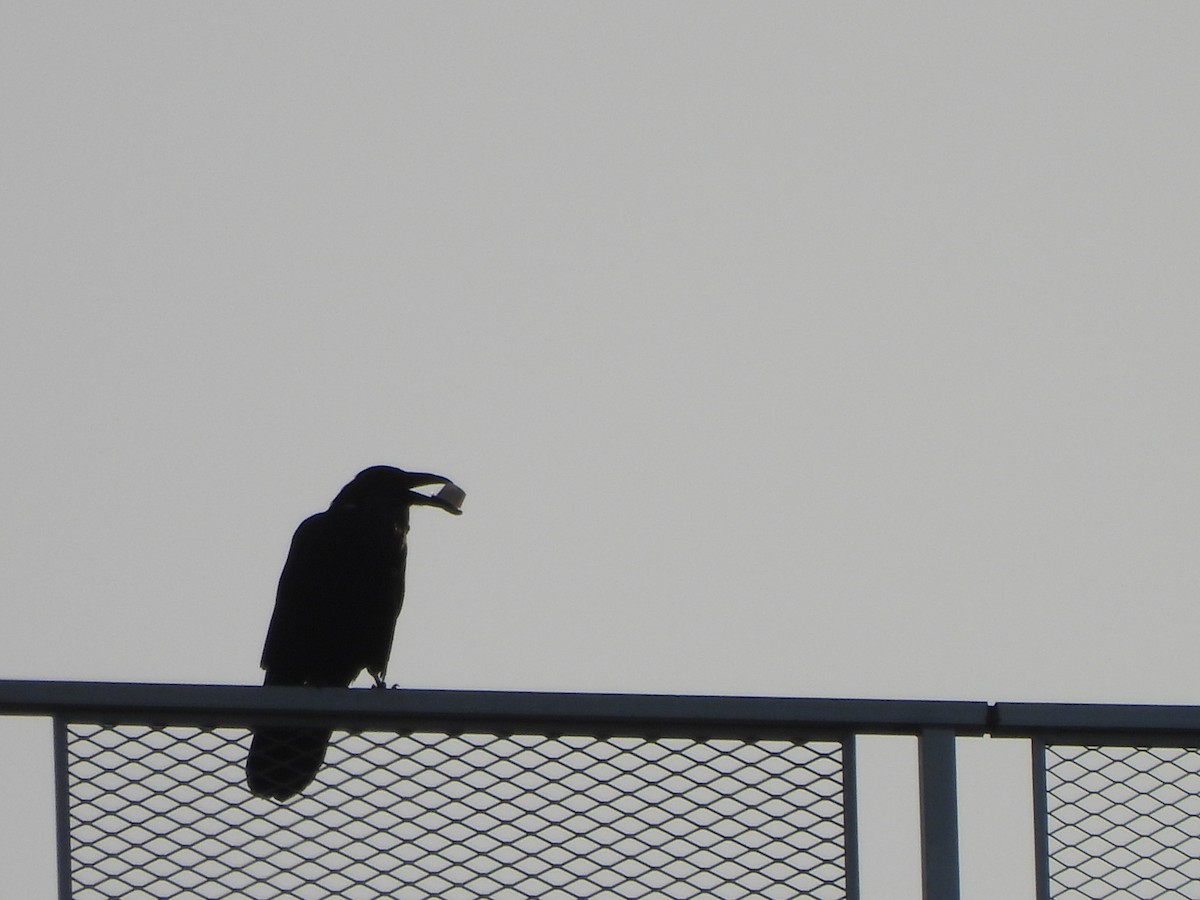 Common Raven - ML622564735