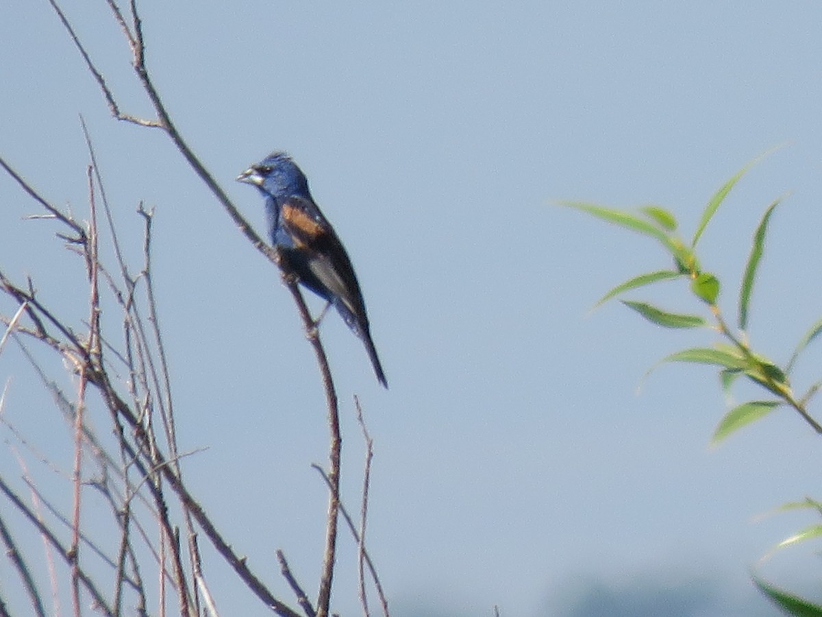 Blue Grosbeak - ML622564741