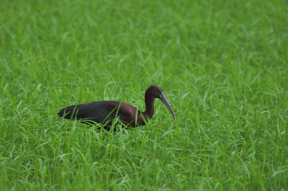 Glossy Ibis - ML622564797