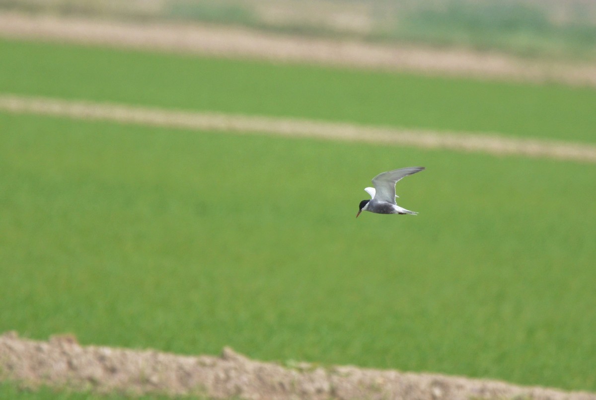 Whiskered Tern - ML622564799