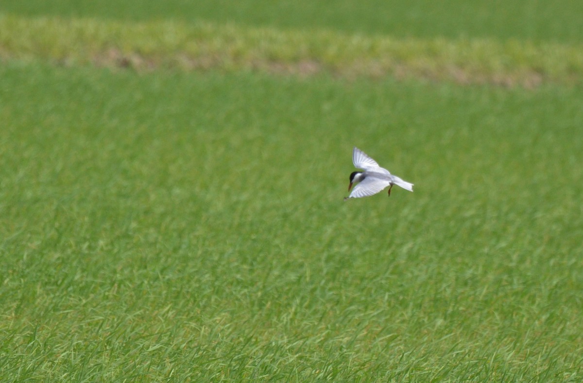 Whiskered Tern - ML622564800