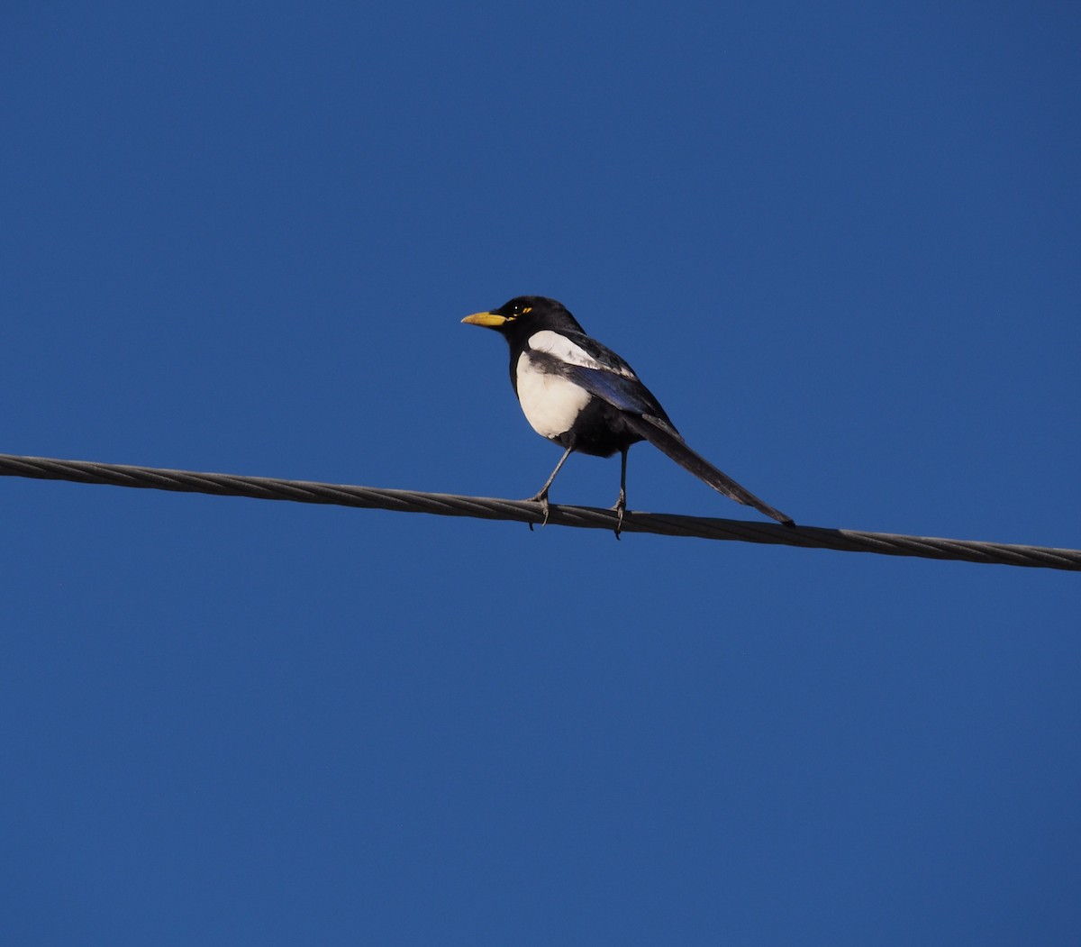 Yellow-billed Magpie - ML622564803