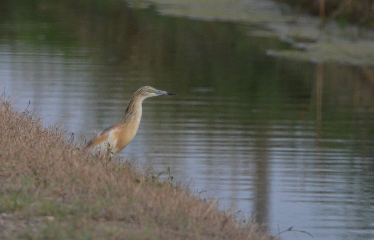 Squacco Heron - ML622564805