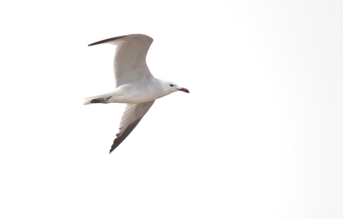 Audouin's Gull - ML622564809