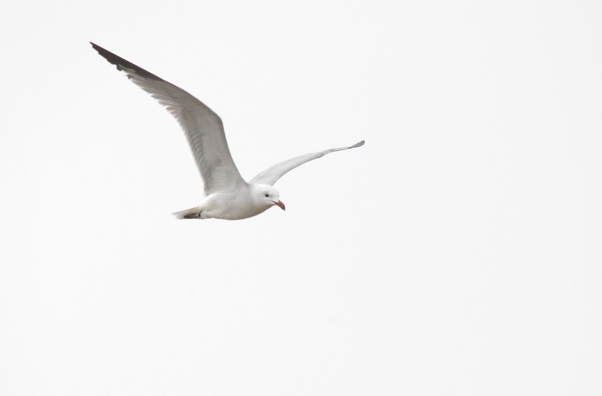 Audouin's Gull - ML622564810