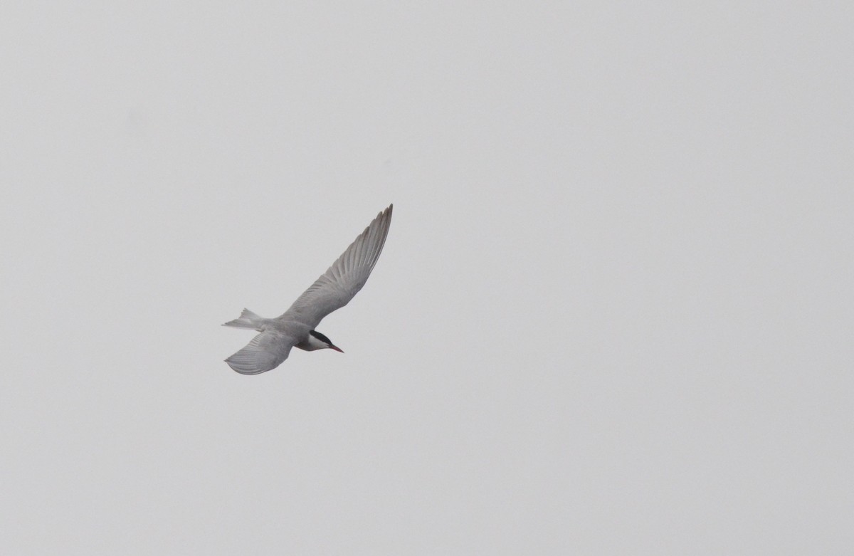 Whiskered Tern - ML622564814