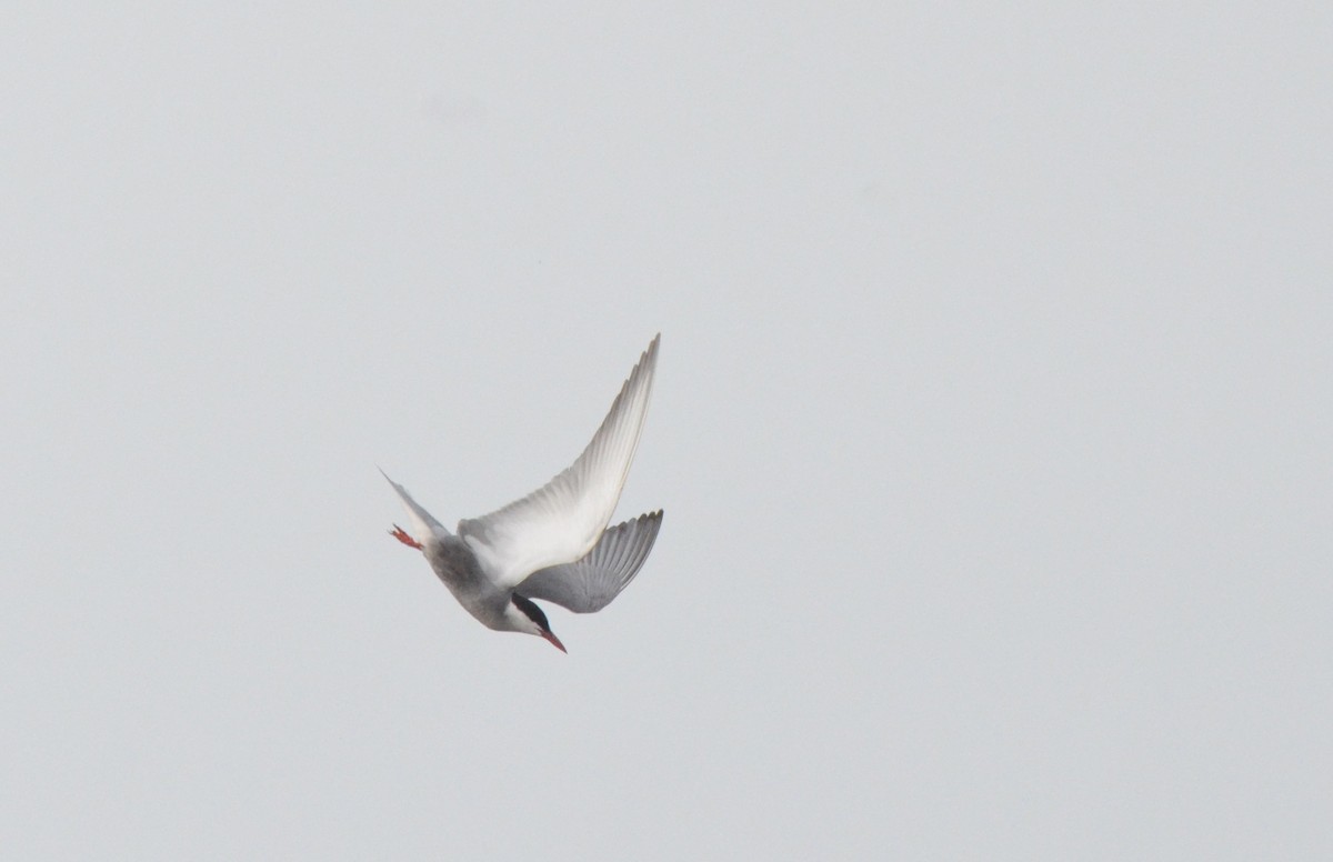 Whiskered Tern - ML622564815