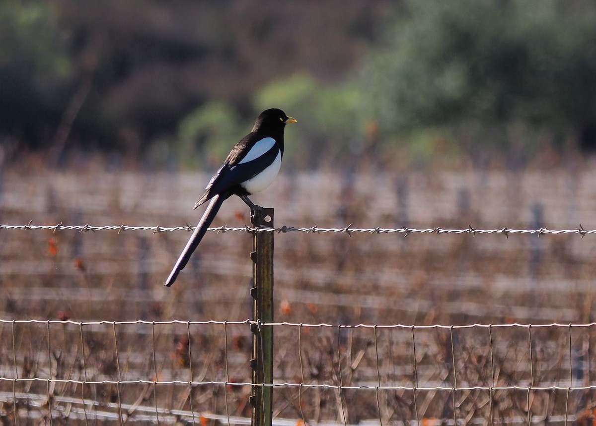 Yellow-billed Magpie - ML622564823