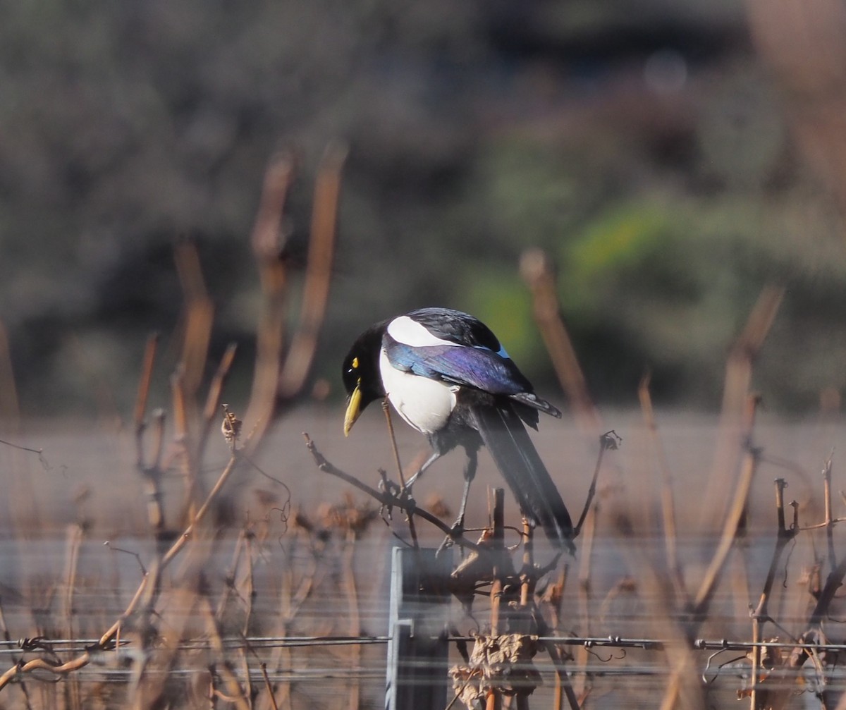 Yellow-billed Magpie - ML622564824