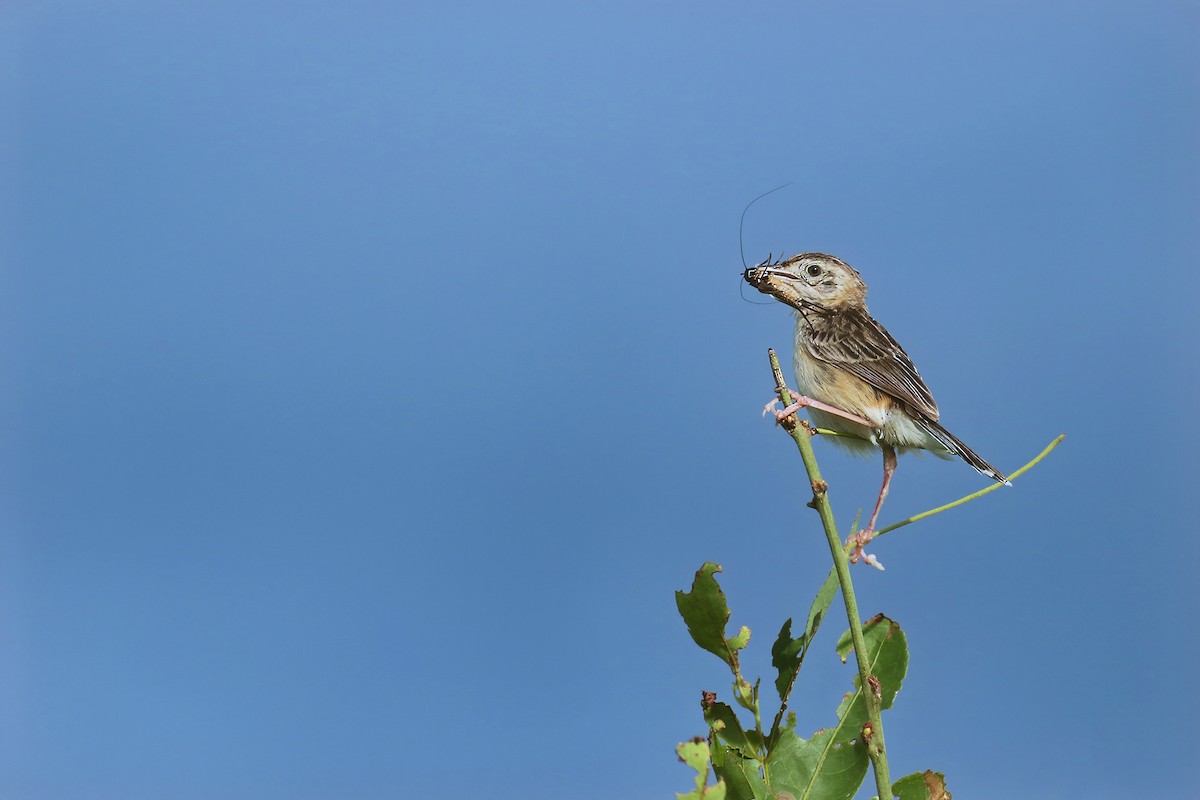 Zitting Cisticola (Double Zitting) - ML622564828