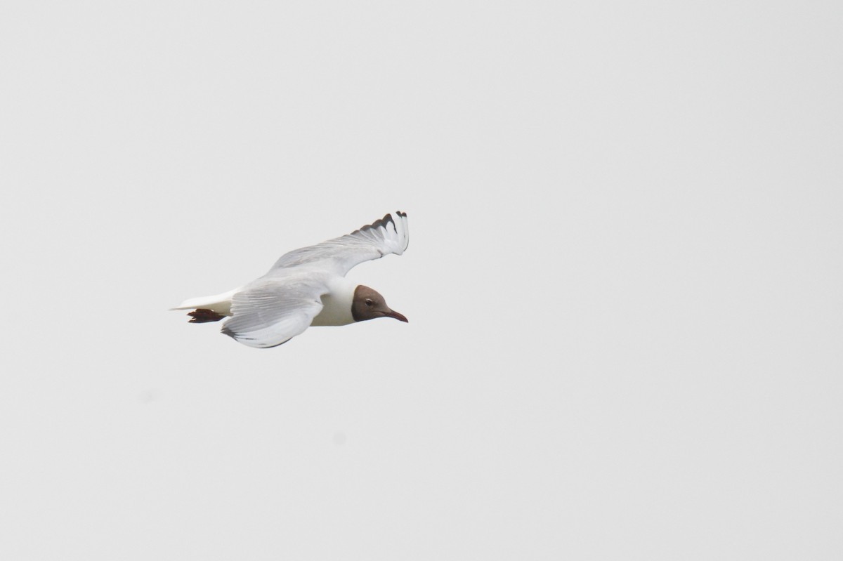 Black-headed Gull - ML622564831