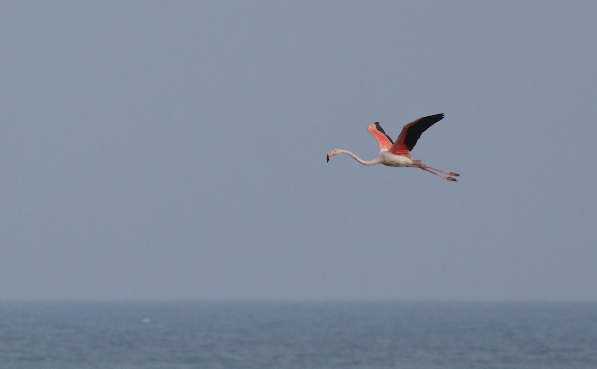 Greater Flamingo - ML622564834