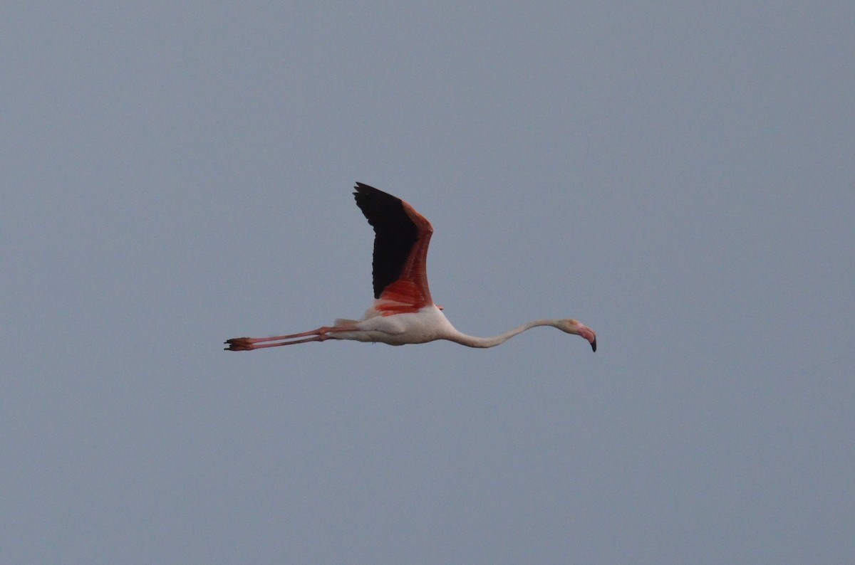 Greater Flamingo - ML622564835