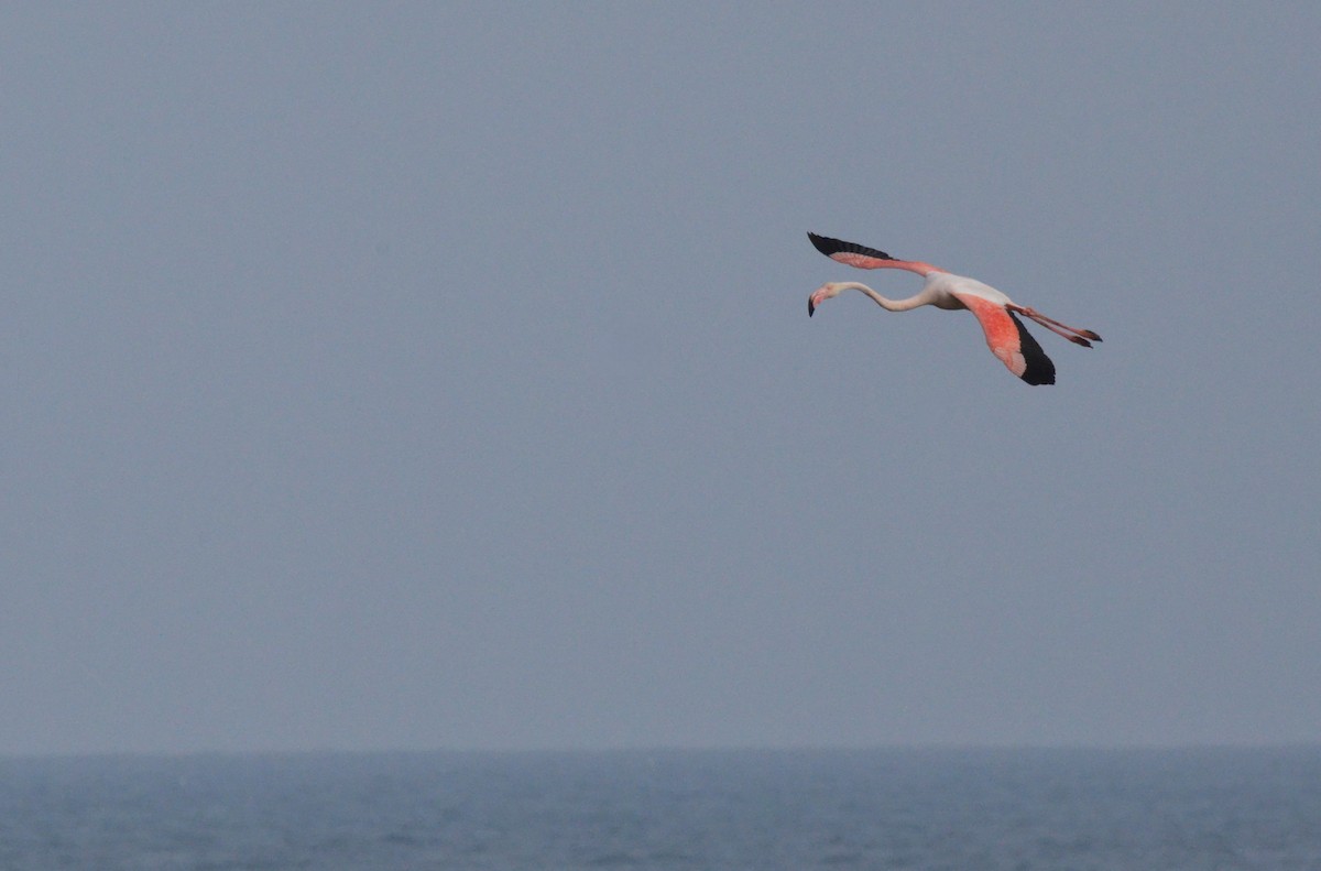 Greater Flamingo - ML622564836