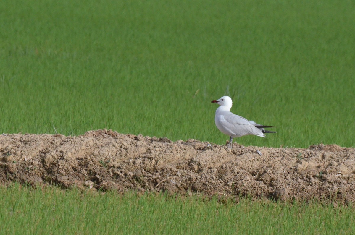 Audouin's Gull - Matthew Dickerson