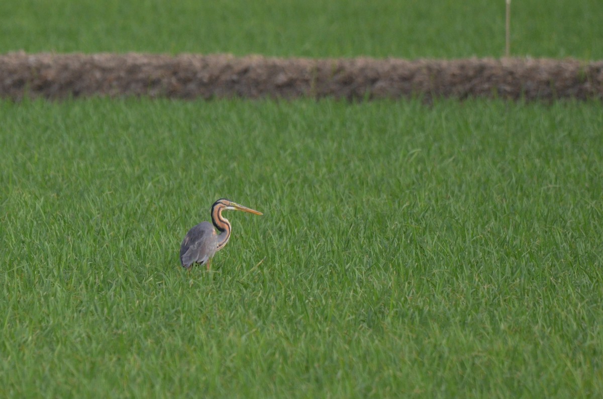 Purple Heron - ML622564852