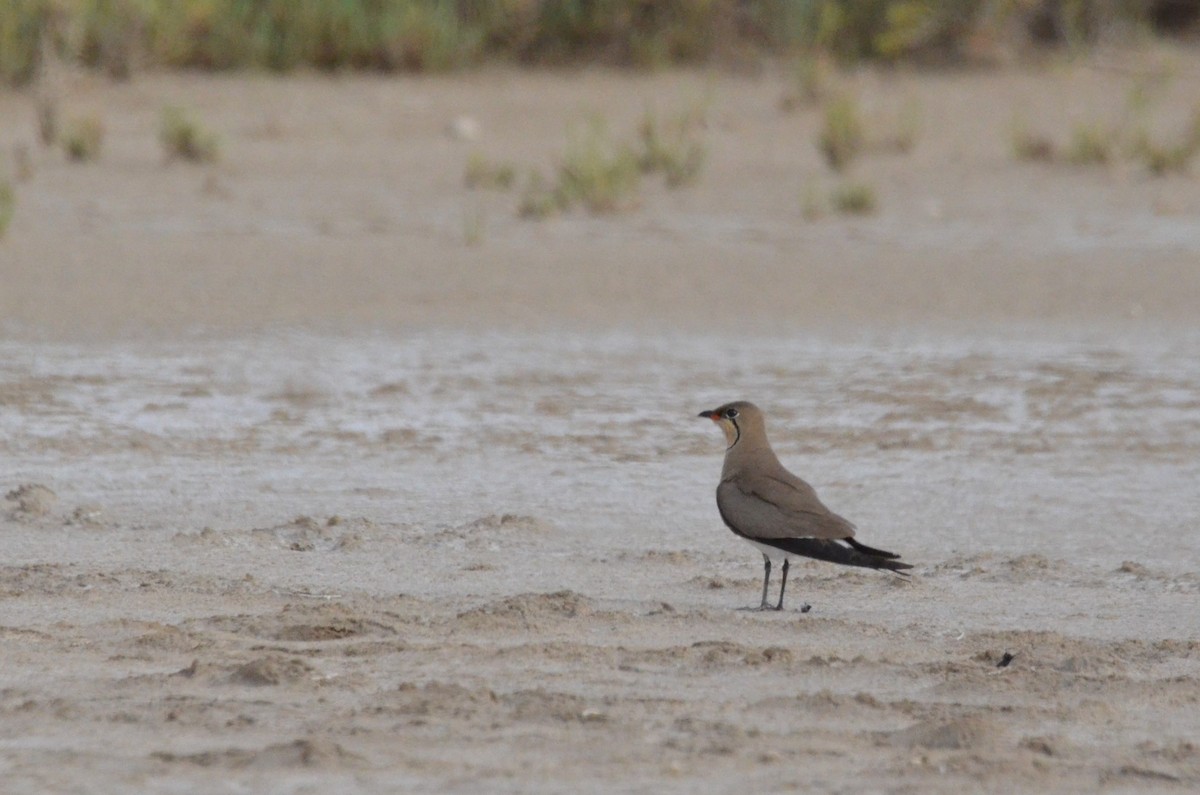 Collared Pratincole - ML622564860