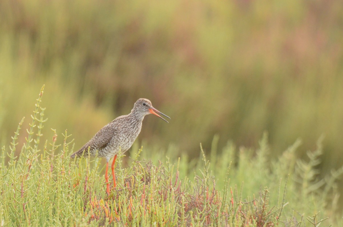 Common Redshank - ML622564867