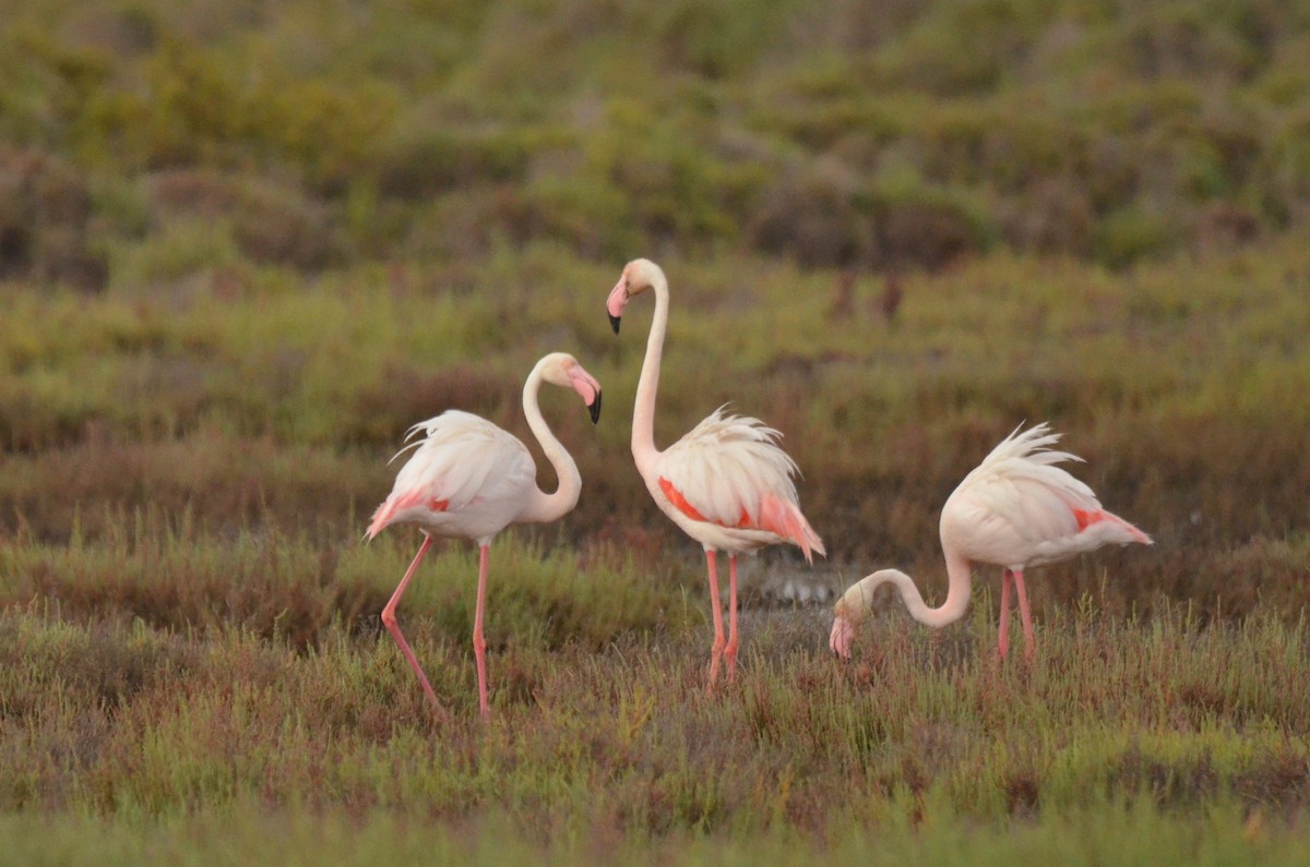 Greater Flamingo - ML622564870