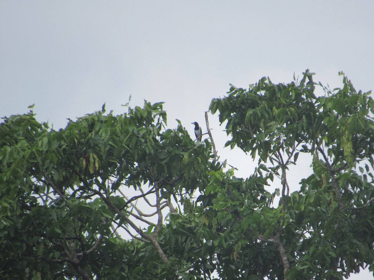 Hooded Butcherbird - ML622564874