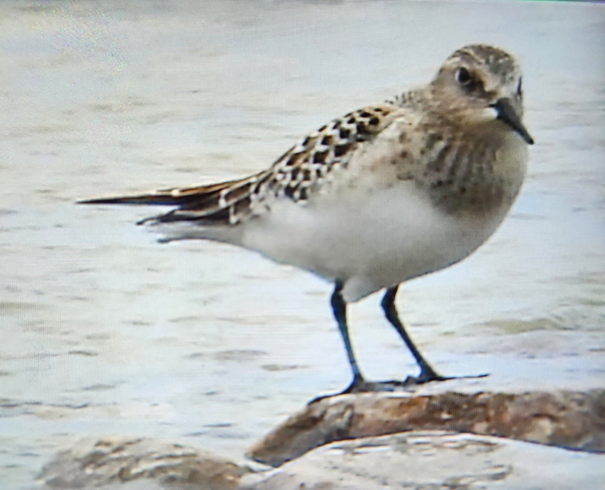 Baird's Sandpiper - ML622564875