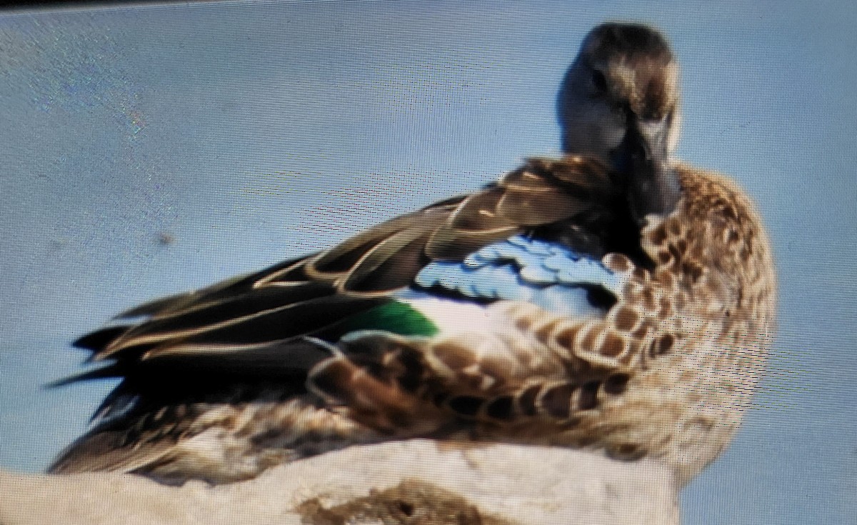 Blue-winged Teal - ML622564908