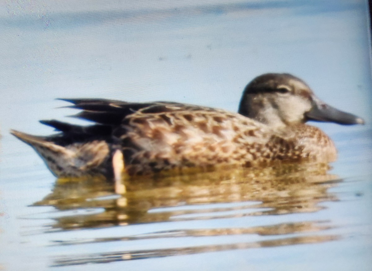 Blue-winged Teal - ML622564909