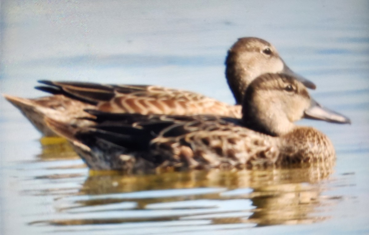 Blue-winged Teal - ML622564910