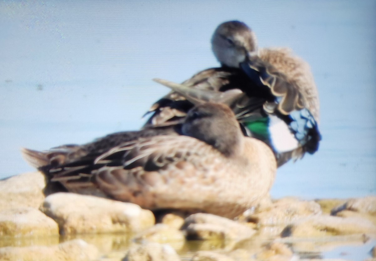 Blue-winged Teal - ML622564911