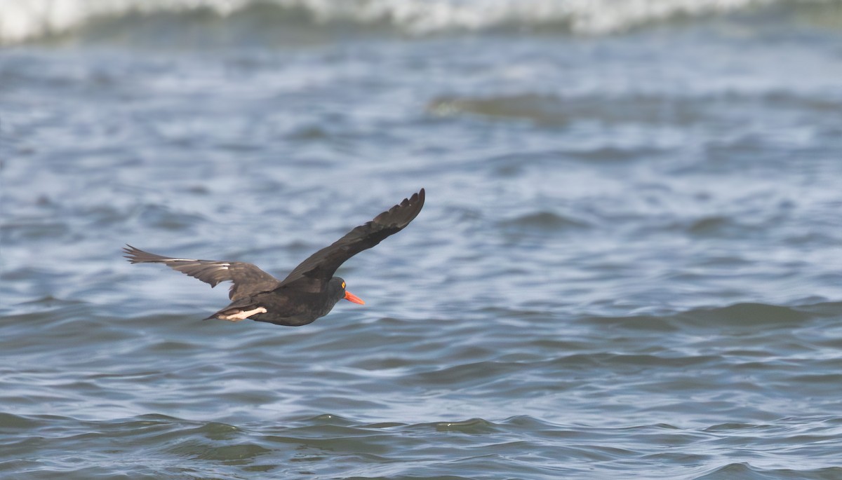Black Oystercatcher - ML622565026