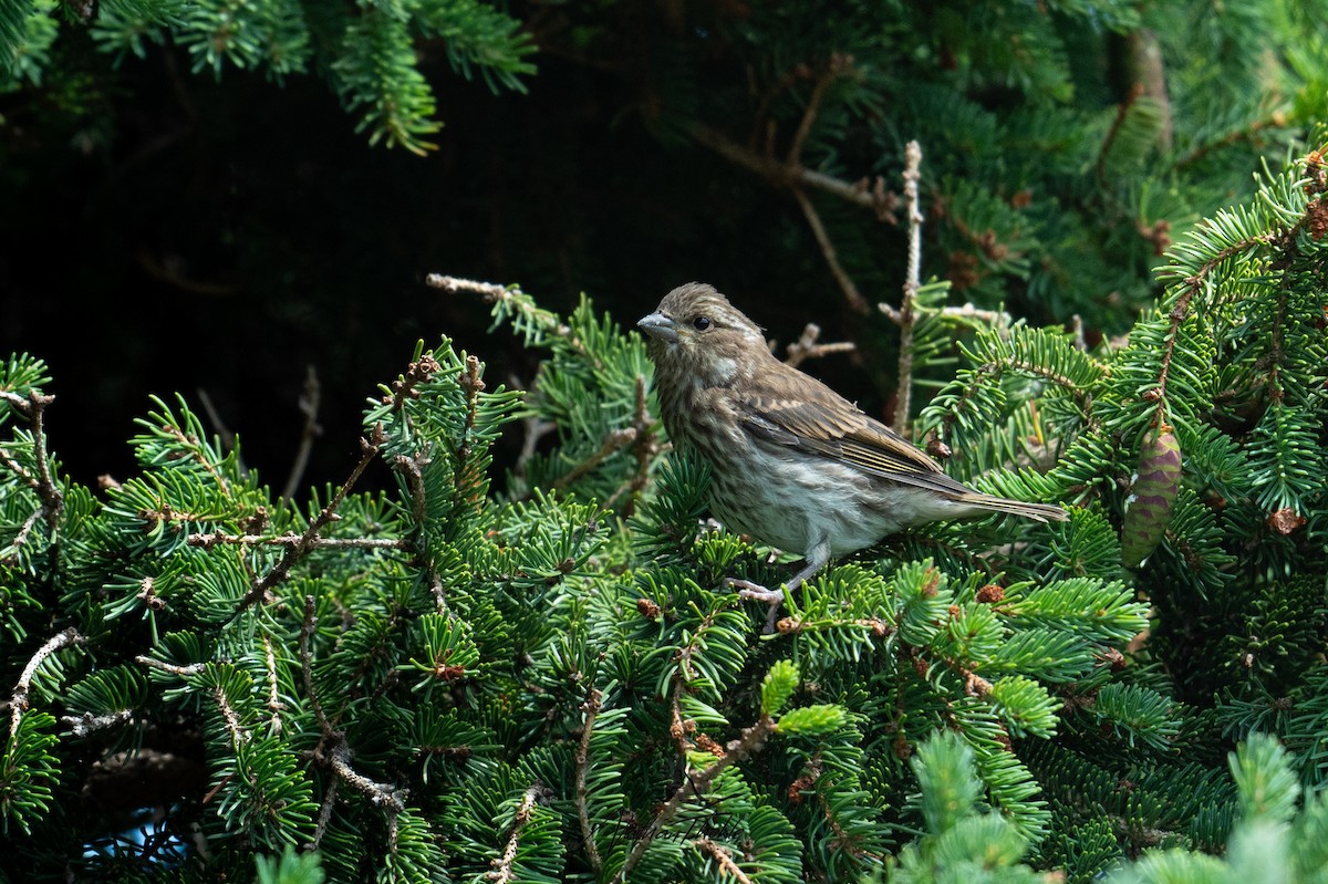 Purple Finch - ML622565099