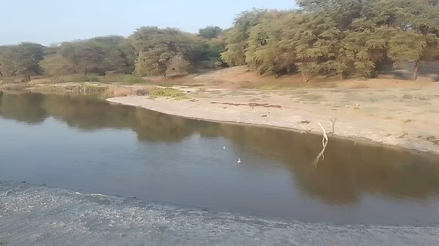 Tumbes Swallow - ML622565116