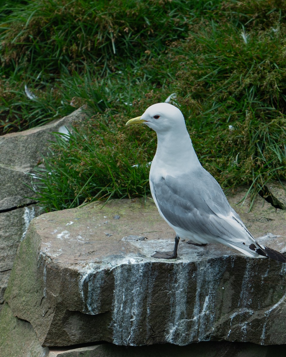 Black-legged Kittiwake - Nathan Thokle