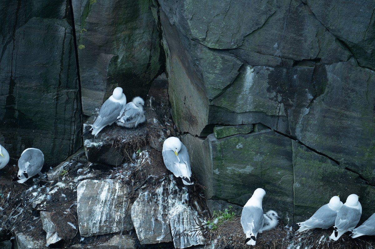 Black-legged Kittiwake - Nathan Thokle