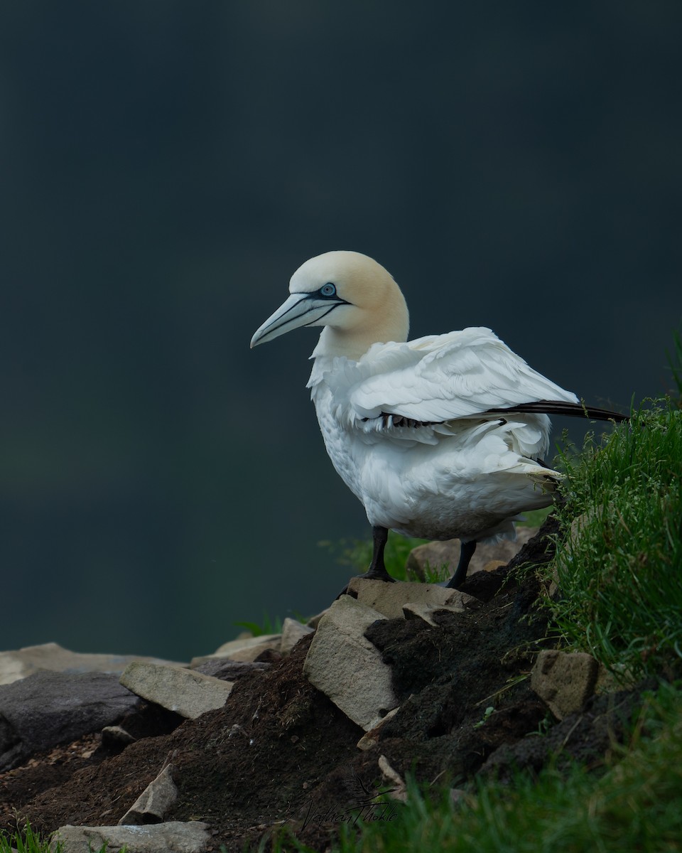 Northern Gannet - Nathan Thokle