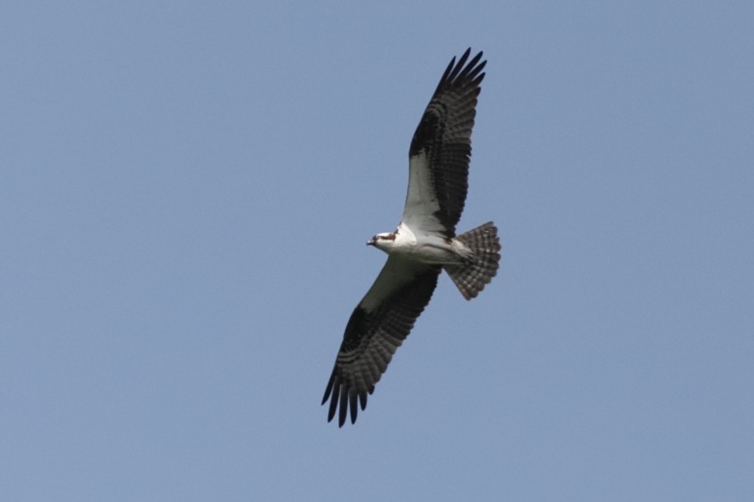 Águila Pescadora - ML622565186