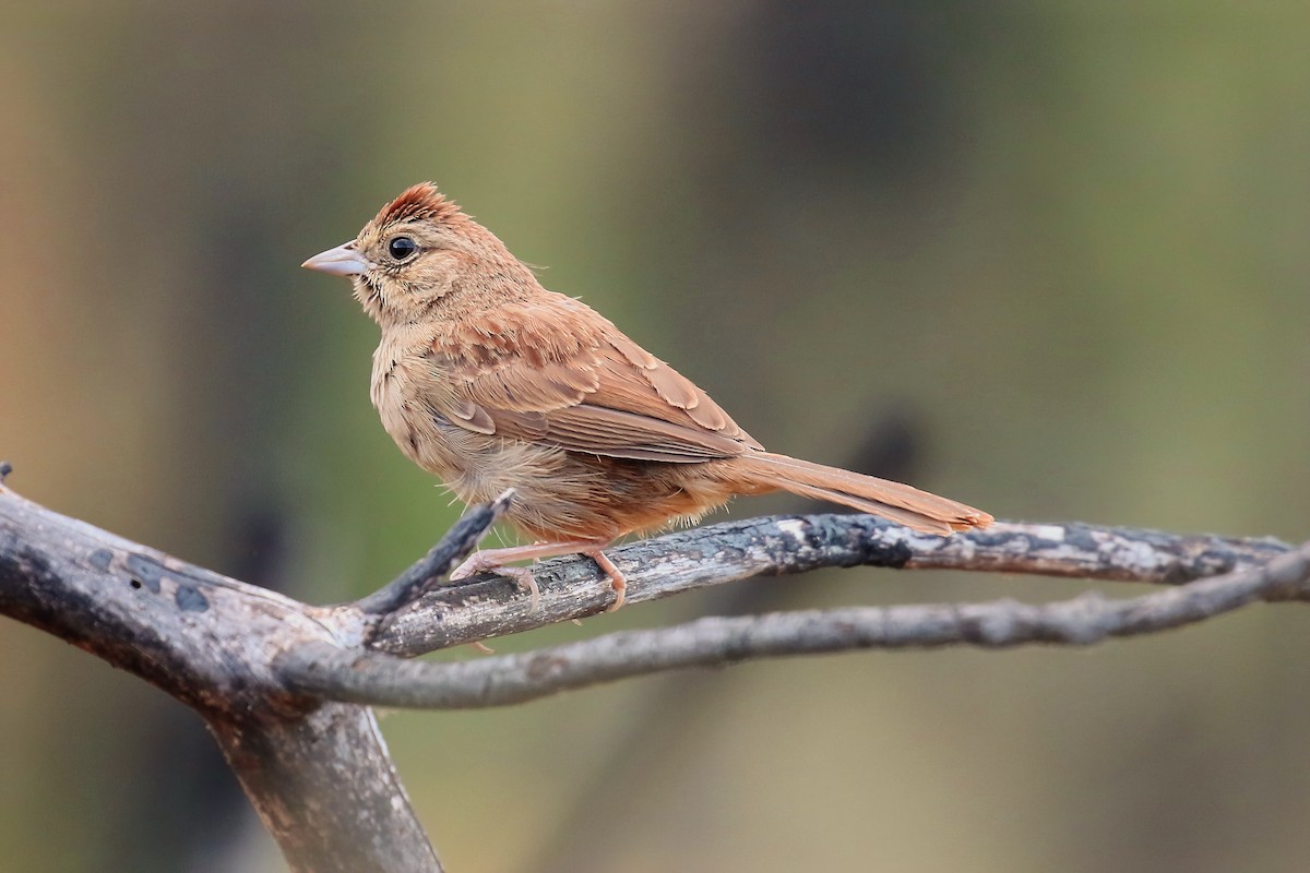 Rufous-crowned Sparrow - ML622565240