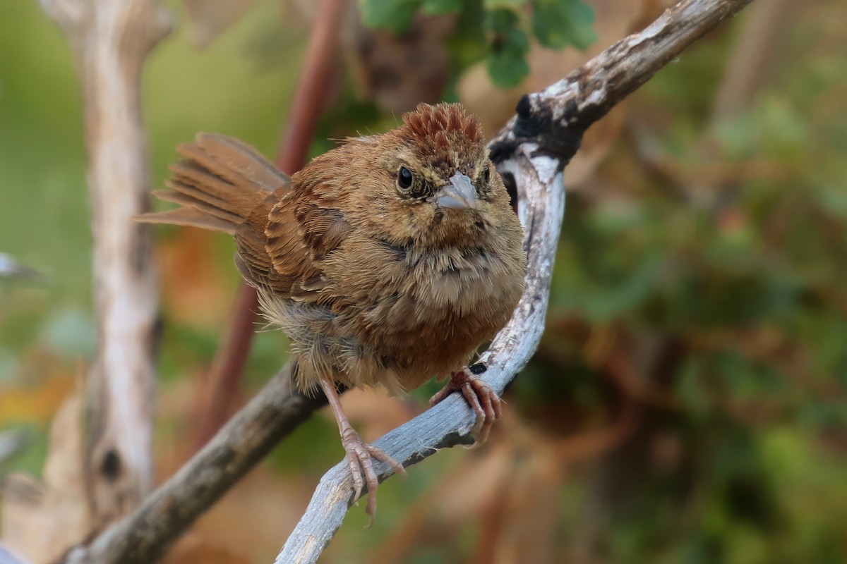 Rufous-crowned Sparrow - ML622565245